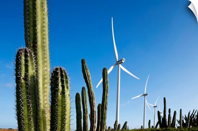Wind Turbines And Cactus At Aruba