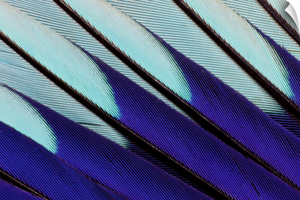 Wing pattern design of Blue-bellied Roller photographed Sammamish, WA