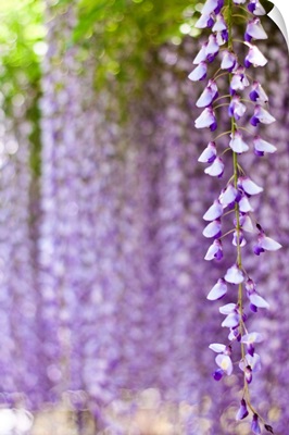 Wisteria flower with purple bokeh background