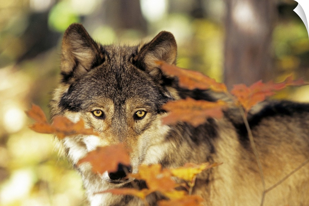 Landscape photograph of a wolf in a forest peering with golden eyes through small branches of fall colored leaves.