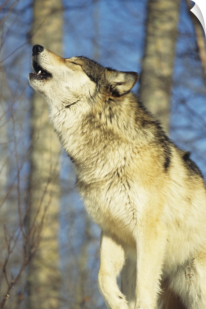 Wolf (Canis lupus) howling, close-up, Canada