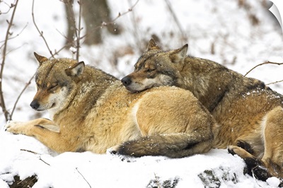 Wolves in the Bavarian Wood