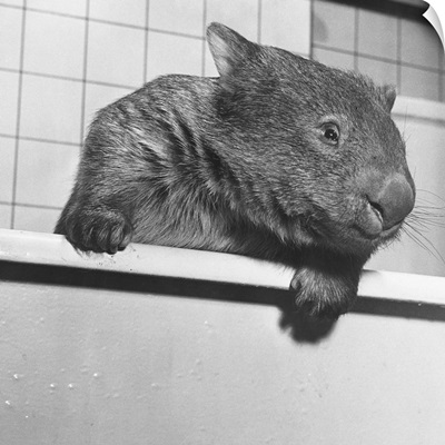 Wombat In A Bathtub
