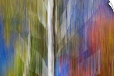Woodland Abstract Using Intentional Camera Movement