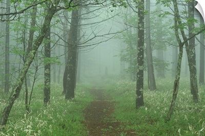Woods in mist