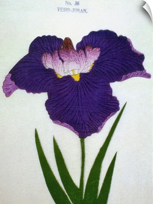 Yedo-Jiman Book Illustration Of A Purple Iris