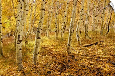 Yellow aspen trees in the fall in the Sierra mountains of California