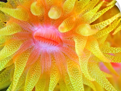 Yellow Cup Coral (Tubastraea sp.)