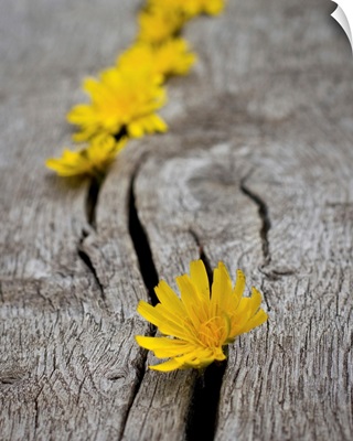 Yellow dandelion heads all lined up in cracks on wooden bench.