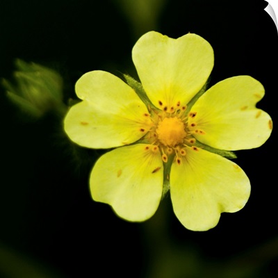Yellow flower with five heart shaped petals, against dark background, US.