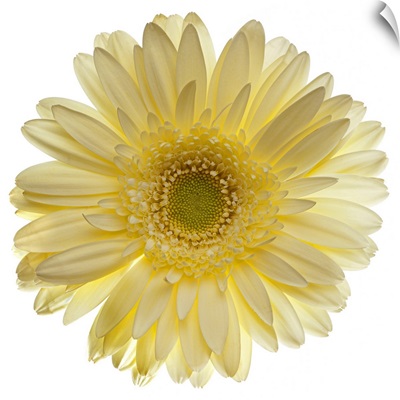 Yellow gerbera daisy isolated on white.