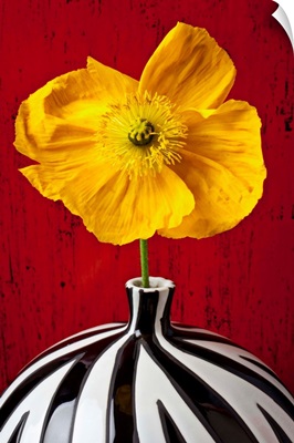Yellow Iceland Poppy in striped vase against red wooden wall