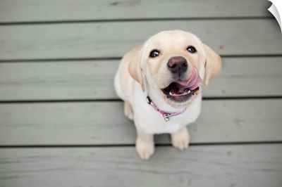 Yellow Lab puppy with sticking out tongue.