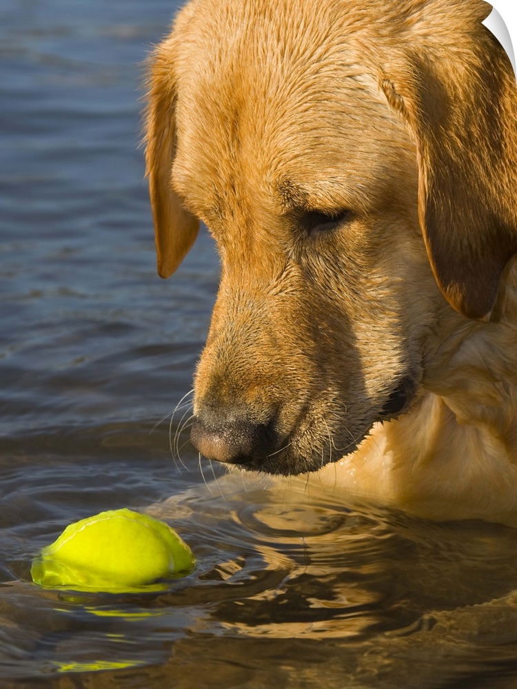 Yellow labrador with a tennis ball in the water