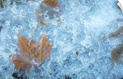 Yellow Maple Leaves Frozen In Ice
