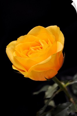 Yellow rose on black background.