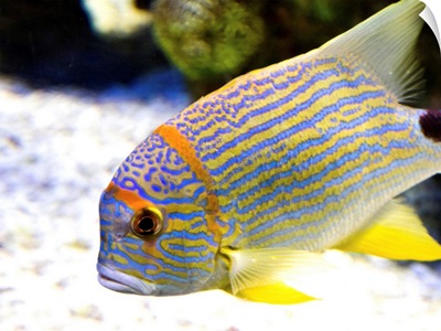 Yellow striped fish with coral at Busan Aquarium.