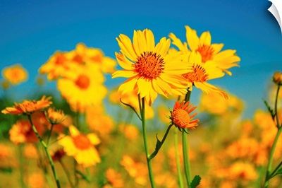 Yellow wildflowers agents blue sky.