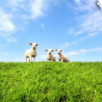 Young lambs on grassy dike in Netherlands on sunny day.
