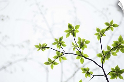 Young leaves on branch