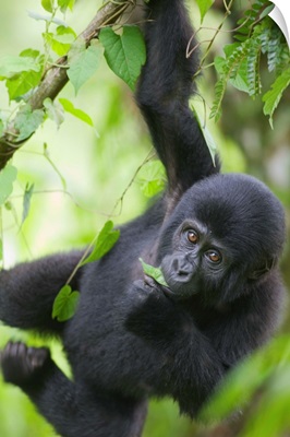 Young Mountain Gorilla Hangs From Vine