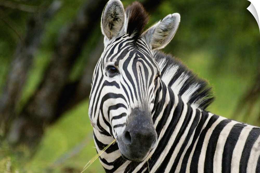 Close-up of a Plains zebra (Equus burchellii) in a forest, Kruger National Park, Mpumalanga Province, South Africa