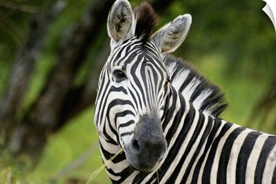 Zebra eating, Kruger National Park, Mpumalanga Province, South Africa