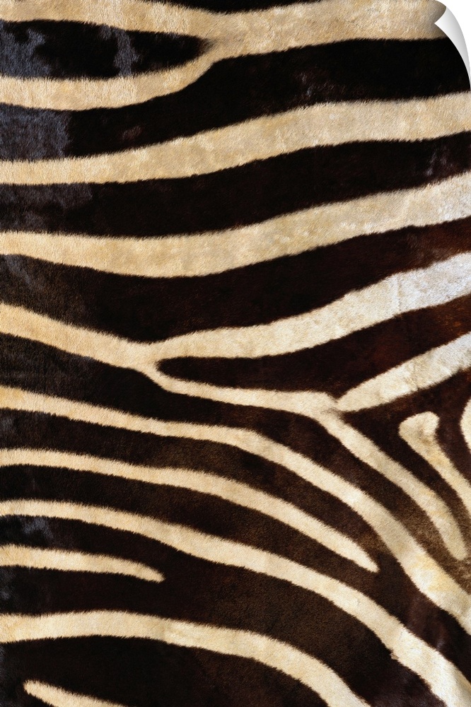 Zebra pattern is pictured closely and fully takes up this large piece.