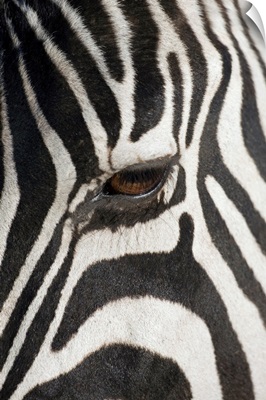 Zebra In Ngorongoro Crater, Tanzania