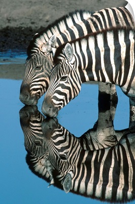 Zebras Drinking At Water Hole
