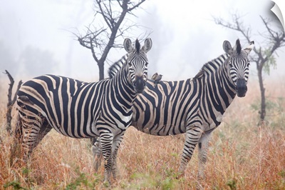 Zebras in early morning dust, Kruger National Park, South Africa