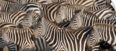 Zebras, Kenya, Africa