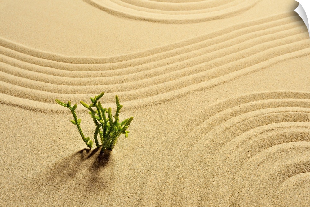 Sandpit,Plant,Wave pattern,Studio Shot