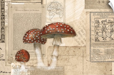 Academic Mushroom Illustration