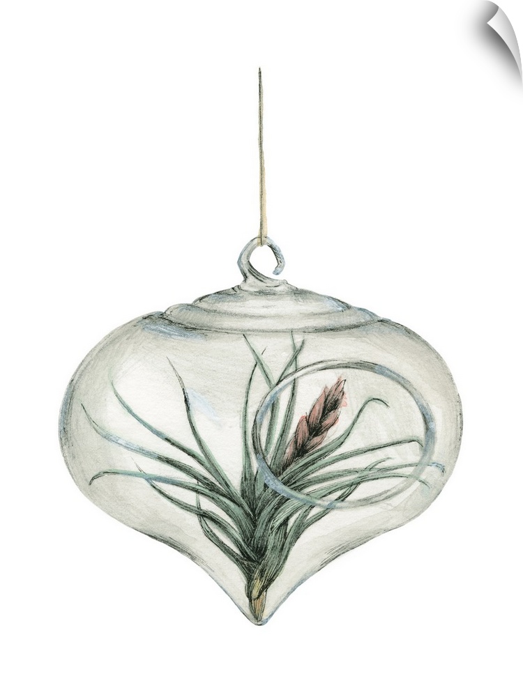 Watercolor painting of an air plant in a glass hanger on a solid white background.