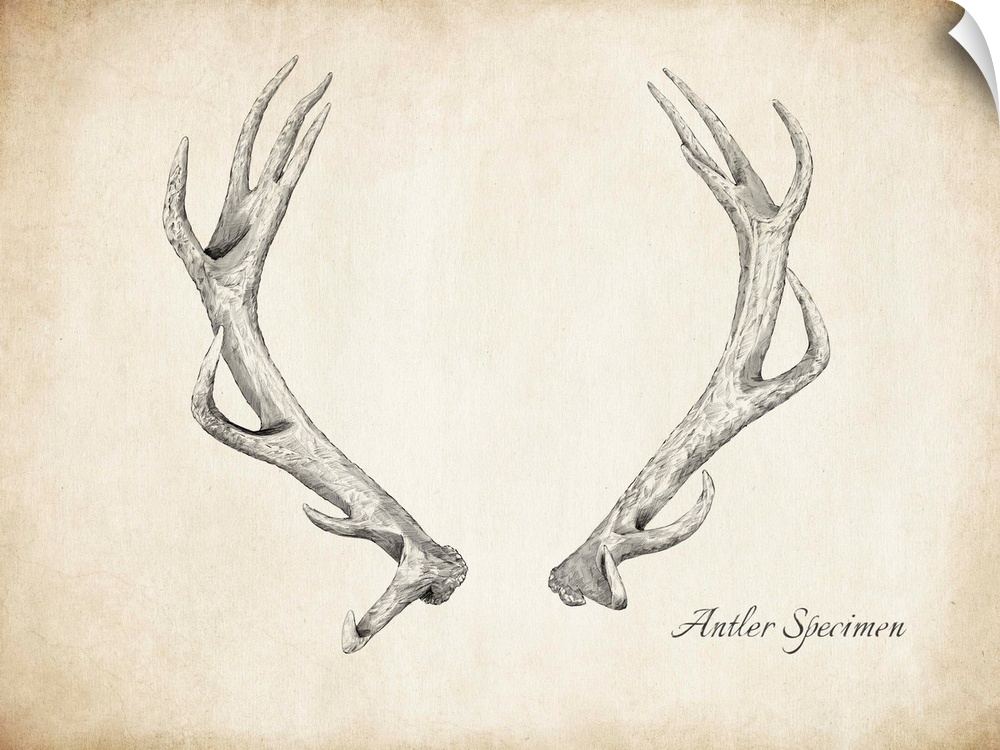 Vintage pen and ink drawing of antlers.