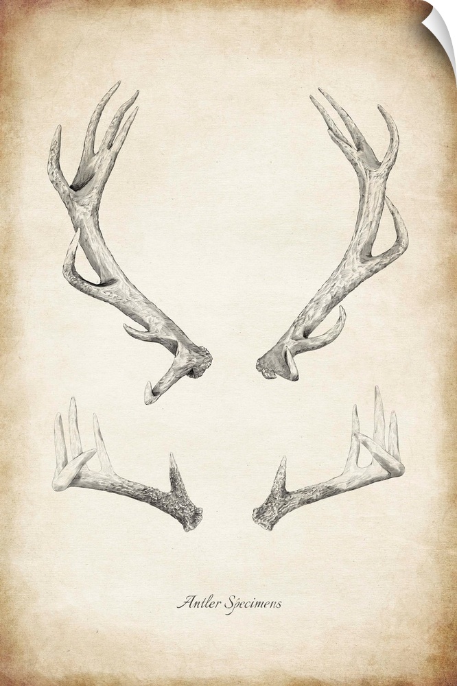 Vintage illustration of antler specimens.