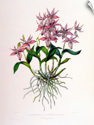 Barkeria Spectabilis