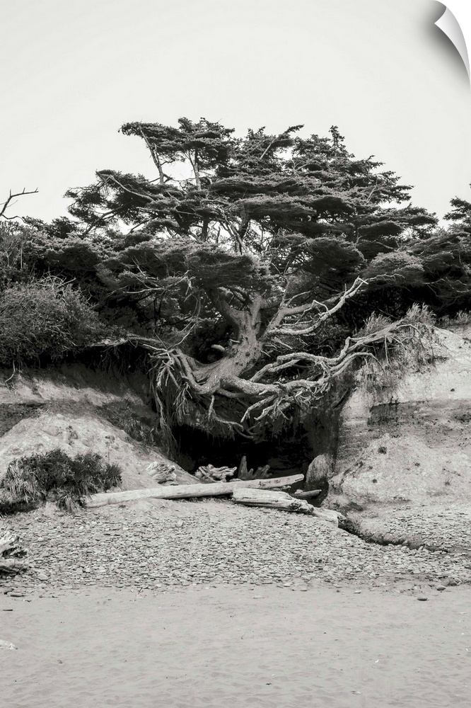 A black and white photograph of a weathered, rooted tree on the dunes of a beach.