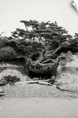 Beach Tree, Kalaloch
