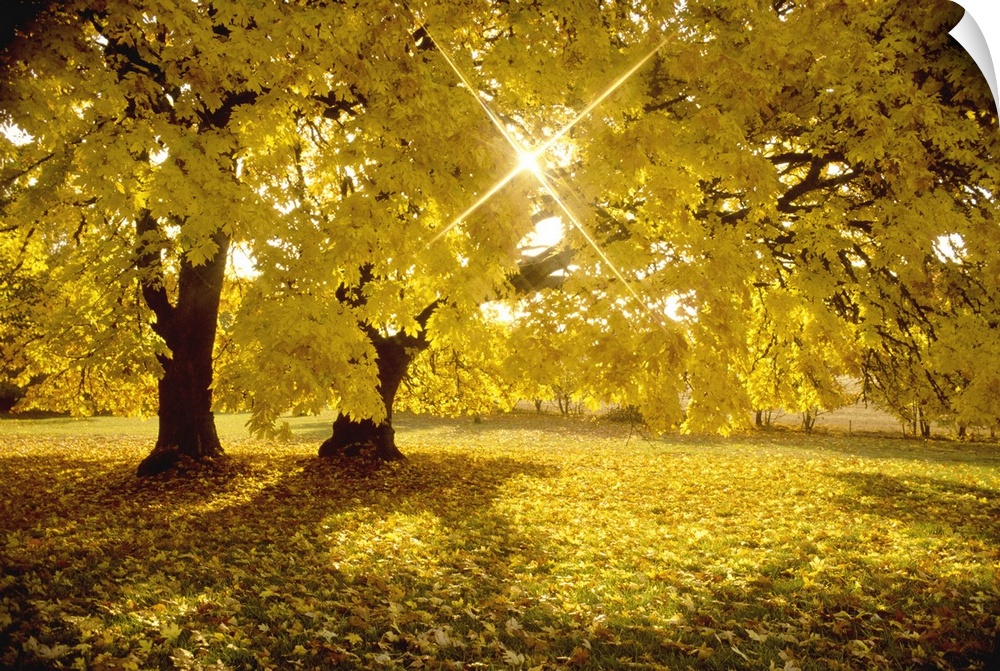 An image of the sun peaking through the leaves of a tree full of yellow fall leaves.