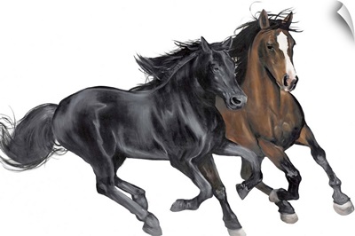 Black and Brown Horse