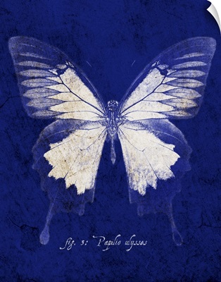 Blue Mountain Butterfly Cyanotype