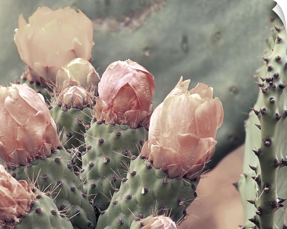 Photograph of a cactus up close with blush colored cactus flowers.