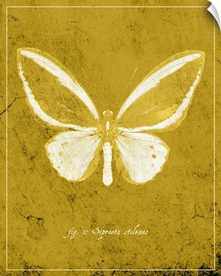 Butterfly XI