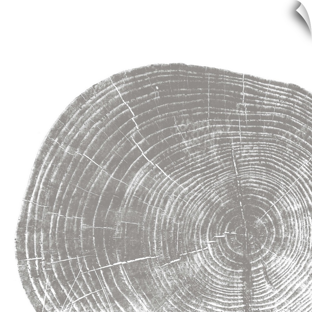 Cross-section of a tree trunk showing the rings in the wood in grey.