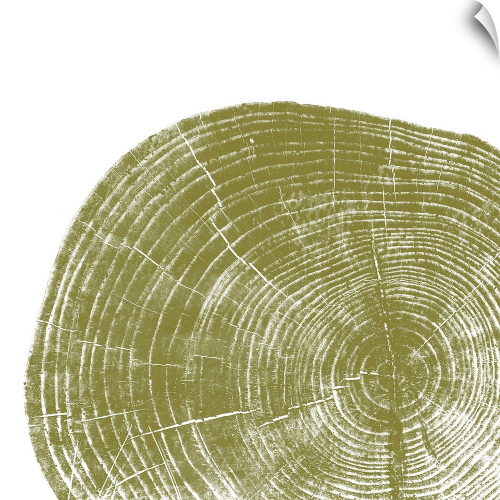 Cross-section of a tree trunk showing the rings in the wood in green.