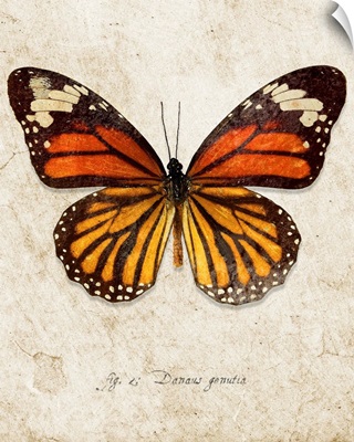 Common Tiger Butterfly