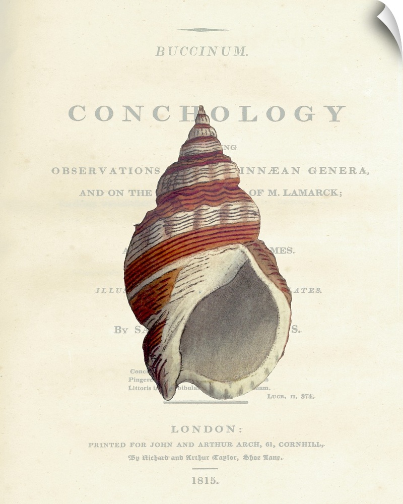 Conchology Buccinum