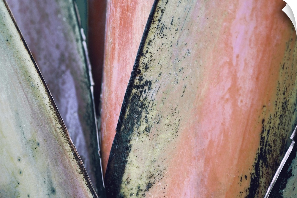 Macro photograph of colorful palm leaves.